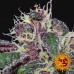 Ayahuasca Purple - Barney's Farm